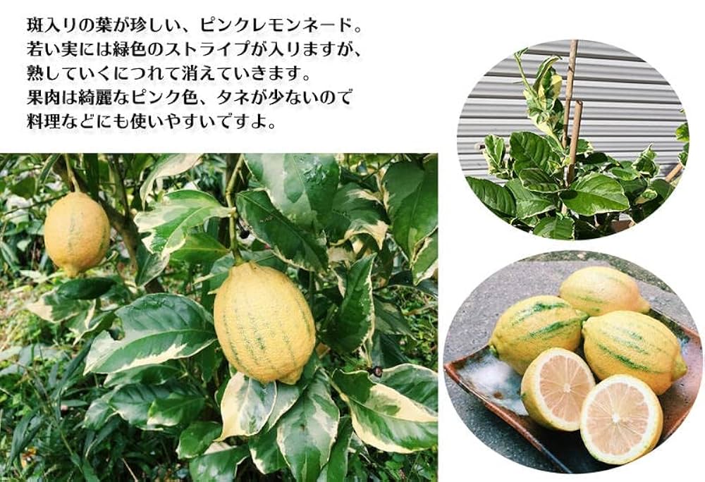 ぴんくれもんページ ピンクレモネード 和歌山県和歌山 観音山フルーツガーデン